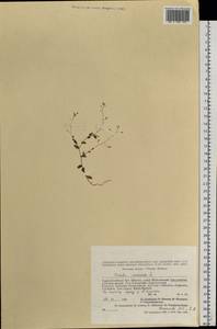 Draba nemorosa L., Siberia, Altai & Sayany Mountains (S2) (Russia)