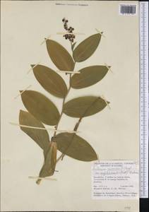 Maianthemum racemosum subsp. amplexicaule (Nutt.) LaFrankie, America (AMER) (Canada)