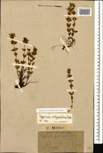 Hypericum linarioides, Caucasus, Krasnodar Krai & Adygea (K1a) (Russia)