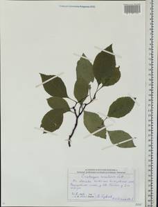 Crataegus rivularis Nutt. ex Torr. & A. Gray, Eastern Europe, Moscow region (E4a) (Russia)