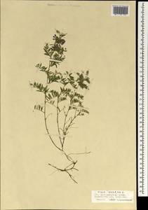Vicia cracca L., Mongolia (MONG) (Mongolia)