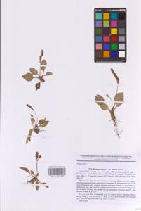 Plantago major L., Eastern Europe, North-Western region (E2) (Russia)