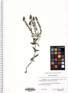 Veronica prostrata L., Eastern Europe, Middle Volga region (E8) (Russia)