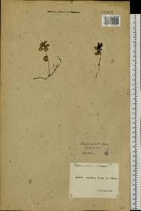 Vaccinium vitis-idaea L., Siberia, Yakutia (S5) (Russia)