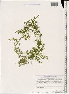 Lycopodioides helvetica (L.) Kuntze, Caucasus, North Ossetia, Ingushetia & Chechnya (K1c) (Russia)