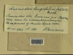 Anomodontella longifolia (Schleich. ex Brid.) Ignatov & Fedosov, Bryophytes, Bryophytes - Central forest-and-steppe region (B10) (Russia)
