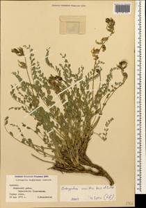 Astragalus halicacabus Lam., Caucasus, Armenia (K5) (Armenia)