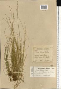 Carex loliacea L., Eastern Europe, Volga-Kama region (E7) (Russia)