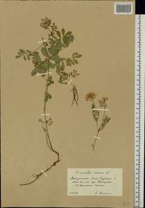 Coronilla varia L., Eastern Europe, West Ukrainian region (E13) (Ukraine)