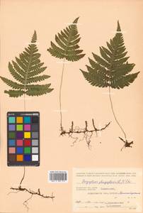 Phegopteris connectilis (Michx.) Watt, Siberia, Chukotka & Kamchatka (S7) (Russia)