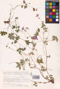 Geranium collinum Stephan ex Willd., Eastern Europe, Lower Volga region (E9) (Russia)