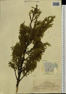 Juniperus pseudosabina Fisch. & C.A.Mey., Siberia, Western (Kazakhstan) Altai Mountains (S2a) (Kazakhstan)