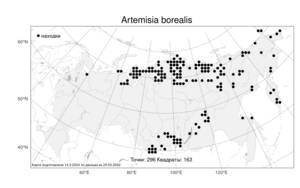 Artemisia borealis Pall., Atlas of the Russian Flora (FLORUS) (Russia)