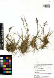 Puccinellia gorodkovii Tzvelev, Siberia, Central Siberia (S3) (Russia)