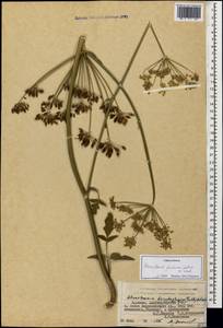 Heracleum pastinacifolium K.Koch, Caucasus, Armenia (K5) (Armenia)