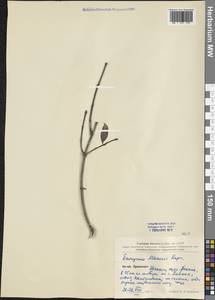 Euonymus maackii Rupr., South Asia, South Asia (Asia outside ex-Soviet states and Mongolia) (ASIA) (China)