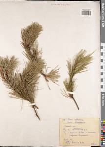 Pinus sylvestris L., Eastern Europe, Central region (E4) (Russia)