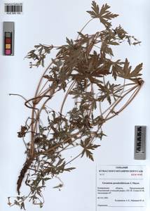 KUZ 000 103, Geranium pseudosibiricum J. Mayer, Siberia, Altai & Sayany Mountains (S2) (Russia)