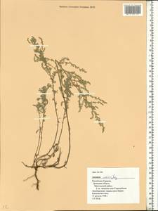 Artemisia austriaca Jacq., Eastern Europe, South Ukrainian region (E12) (Ukraine)