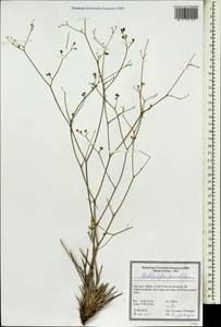 Pseudotrachydium pauciradiatum (Boiss. & Hohen.) Pimenov & Kljuykov, South Asia, South Asia (Asia outside ex-Soviet states and Mongolia) (ASIA) (Iran)