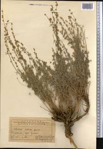 Artemisia persica Boiss., Middle Asia, Pamir & Pamiro-Alai (M2) (Uzbekistan)