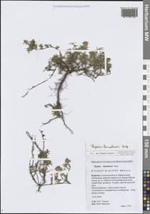 Thymus baicalensis Serg., Siberia, Baikal & Transbaikal region (S4) (Russia)