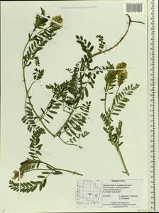 Astragalus cicer L., Eastern Europe, North-Western region (E2) (Russia)