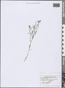Thesium ebracteatum Hayne, Eastern Europe, Middle Volga region (E8) (Russia)