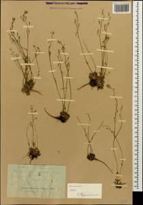 Draba siliquosa M.Bieb., Caucasus, Dagestan (K2) (Russia)