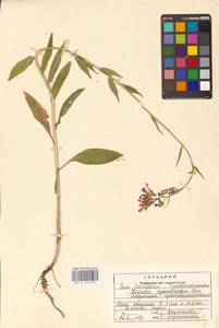 Hesperis sibirica L., Eastern Europe, Central region (E4) (Russia)