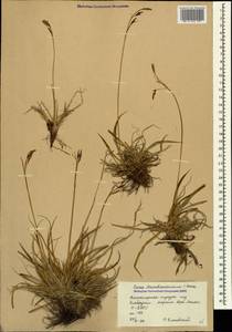 Carex tristis M.Bieb., Caucasus, Stavropol Krai, Karachay-Cherkessia & Kabardino-Balkaria (K1b) (Russia)