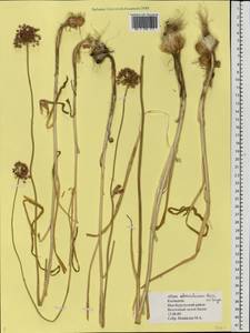 Allium atroviolaceum Boiss., Eastern Europe, Lower Volga region (E9) (Russia)