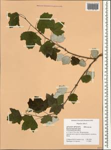 Populus alba, Caucasus, Black Sea Shore (from Novorossiysk to Adler) (K3) (Russia)