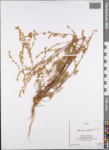 Artemisia campestris L., Eastern Europe, Rostov Oblast (E12a) (Russia)