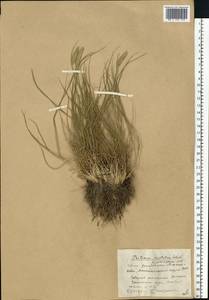 Agropyron cristatum (L.) Gaertn., Eastern Europe, South Ukrainian region (E12) (Ukraine)