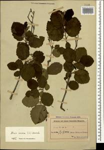 Alnus incana (L.) Moench, Caucasus, Azerbaijan (K6) (Azerbaijan)