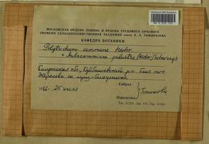 Aulacomnium palustre (Hedw.) Schwägr., Bryophytes, Bryophytes - Middle Russia (B6) (Russia)