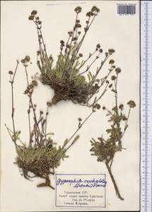 Gypsophila cephalotes (Schrenk) F.N. Williams, Middle Asia, Pamir & Pamiro-Alai (M2) (Tajikistan)