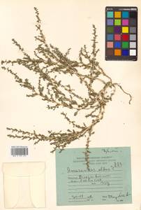 Amaranthus albus L., Siberia, Russian Far East (S6) (Russia)