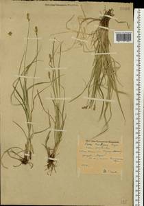 Carex spicata subsp. spicata, Eastern Europe, Central forest region (E5) (Russia)