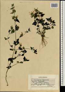 Lamiaceae, South Asia, South Asia (Asia outside ex-Soviet states and Mongolia) (ASIA) (Afghanistan)