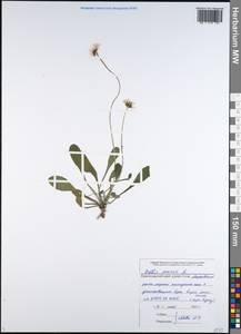 Bellis perennis L., Caucasus, Black Sea Shore (from Novorossiysk to Adler) (K3) (Russia)