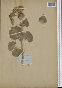 Adenostyles leucophylla (Willd.) Rchb., Western Europe (EUR)