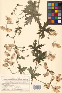 Aconitum sczukinii Turcz., Siberia, Russian Far East (S6) (Russia)