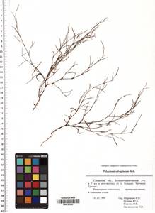 Polygonum salsugineum M. Bieb., Eastern Europe, Middle Volga region (E8) (Russia)