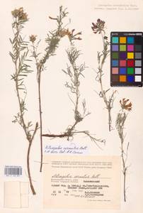 Astragalus cornutus Pall., Eastern Europe, Lower Volga region (E9) (Russia)