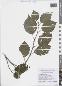 Alnus incana (L.) Moench, Eastern Europe, Central region (E4) (Russia)