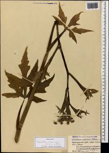 Heracleum freynianum Sommier & Levier, Caucasus, Black Sea Shore (from Novorossiysk to Adler) (K3) (Russia)