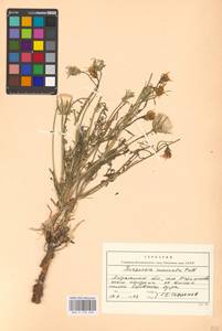 Scorzonera cana (C. A. Mey.) O. Hoffm., Eastern Europe, Lower Volga region (E9) (Russia)