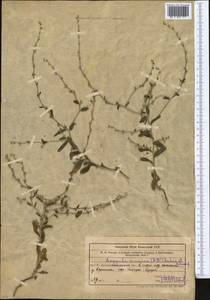 Pseudolappula sinaica (A. DC.) Khoshsokhan, Sherafati & Kaz. Osaloo, Middle Asia, Western Tian Shan & Karatau (M3) (Kazakhstan)